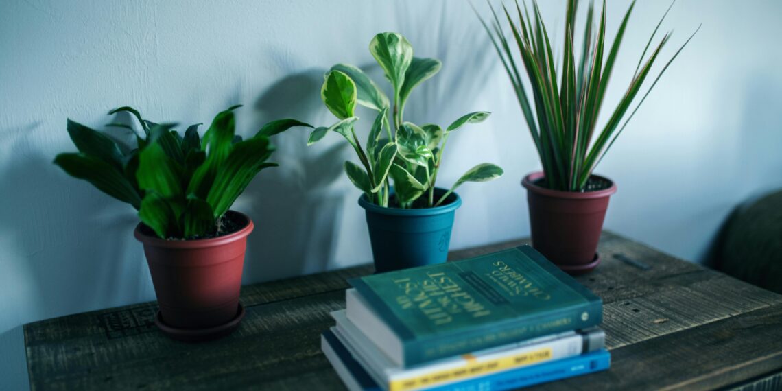 Unlocking the Secrets to Thriving with Gynura Aurantiaca: A Comprehensive Guide to Care and Cultivation